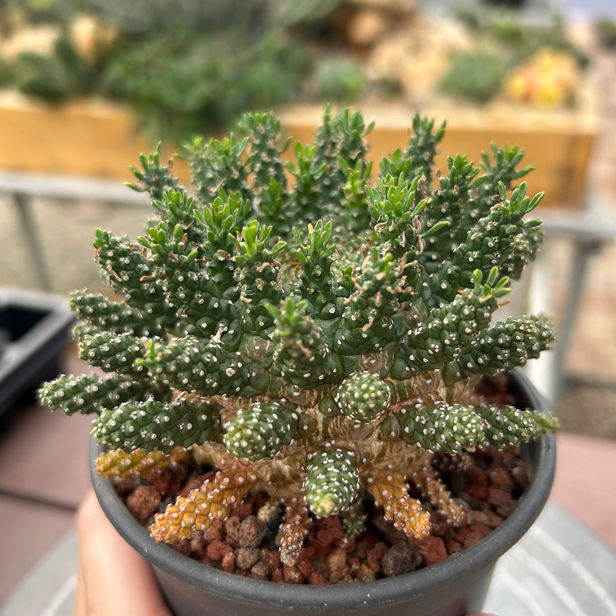 Euphorbia suppressa x Euphorbia brevirama-Euphorbia-image-11