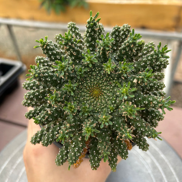 Euphorbia suppressa x Euphorbia brevirama-Euphorbia-image-7