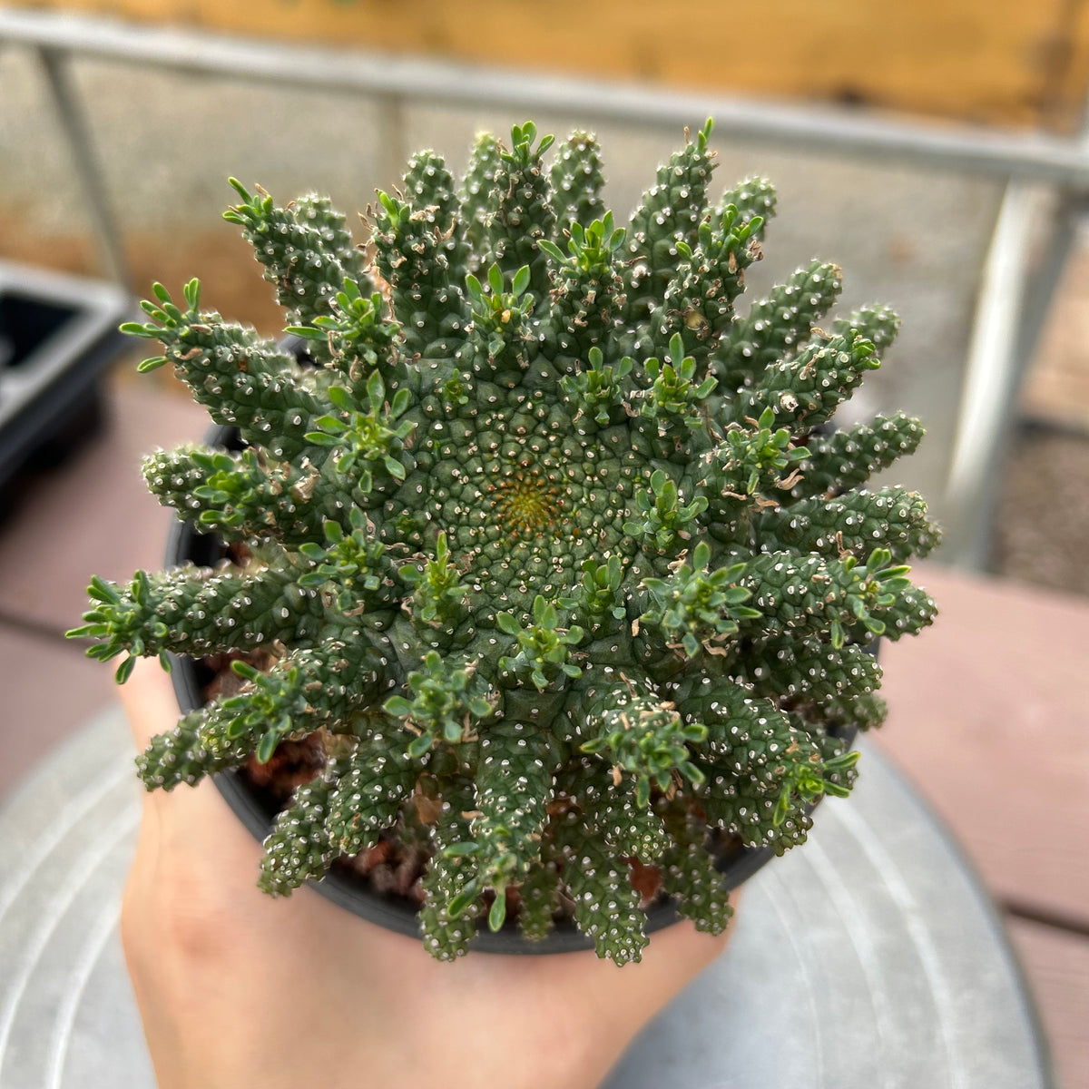 Euphorbia suppressa x Euphorbia brevirama-Euphorbia-image-8