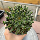 Euphorbia suppressa x Euphorbia brevirama-Euphorbia-image-8