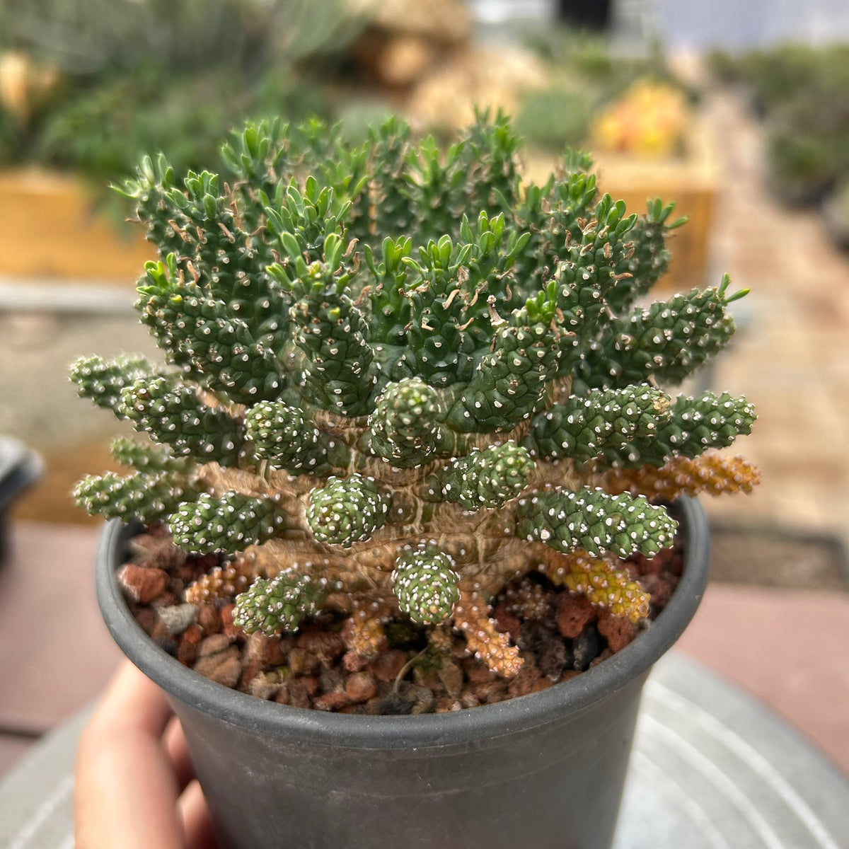 Euphorbia suppressa x Euphorbia brevirama-Euphorbia-image-10