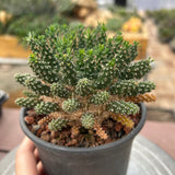 Euphorbia suppressa x Euphorbia brevirama-Euphorbia-image-10