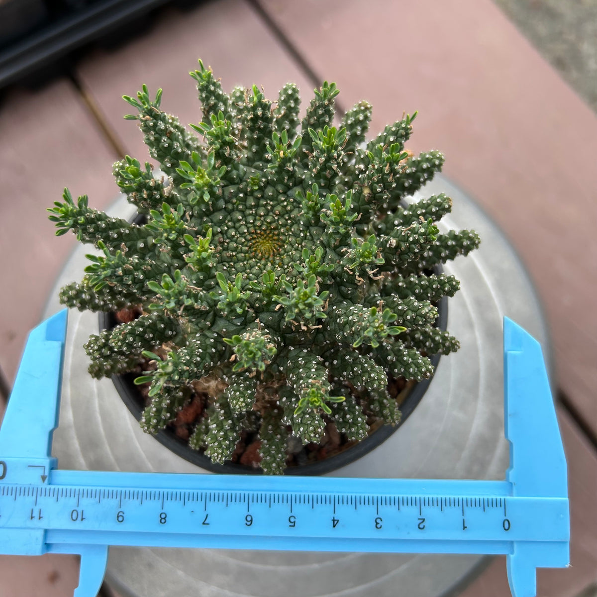 Euphorbia suppressa x Euphorbia brevirama-Euphorbia-image-13