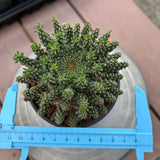 Euphorbia suppressa x Euphorbia brevirama-Euphorbia-image-13