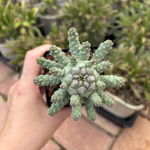 Euphorbia ramiglans-Euphorbia-W4-6cm-image-1