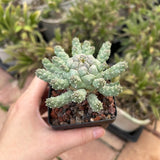 Euphorbia ramiglans-Euphorbia-W4-6cm-image-2