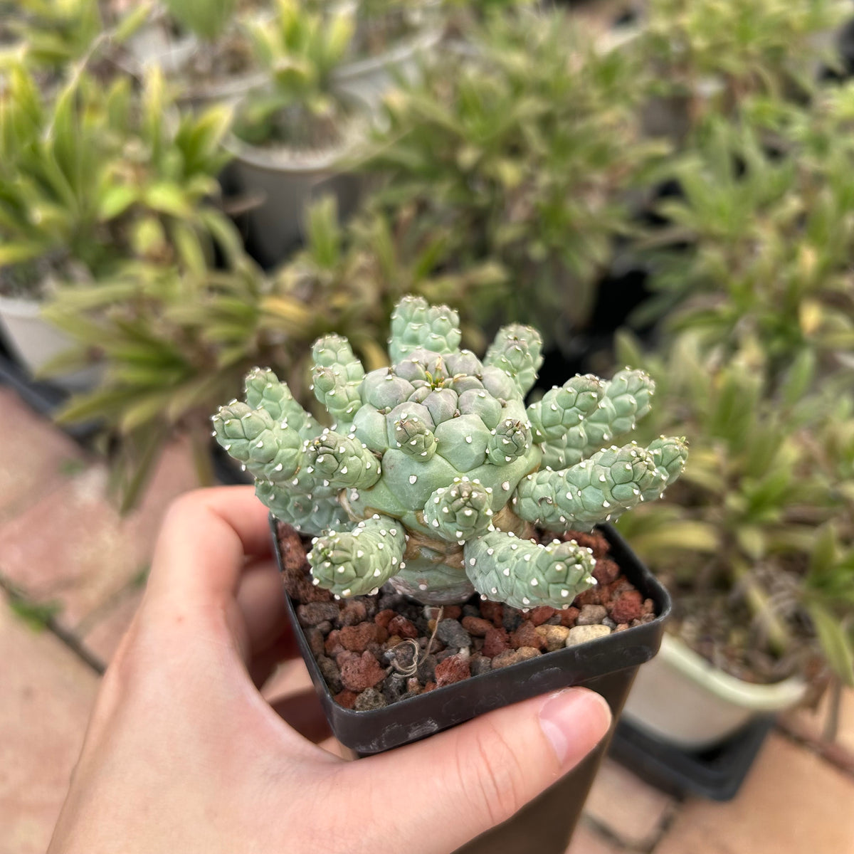 Euphorbia ramiglans-Euphorbia-W4-6cm-image-3