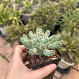 Euphorbia ramiglans-Euphorbia-W4-6cm-image-3