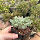 Euphorbia ramiglans-Euphorbia-W4-6cm-image-4