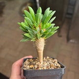 Euphorbia guillauminiana-Euphorbia-W10-20cm-image-21