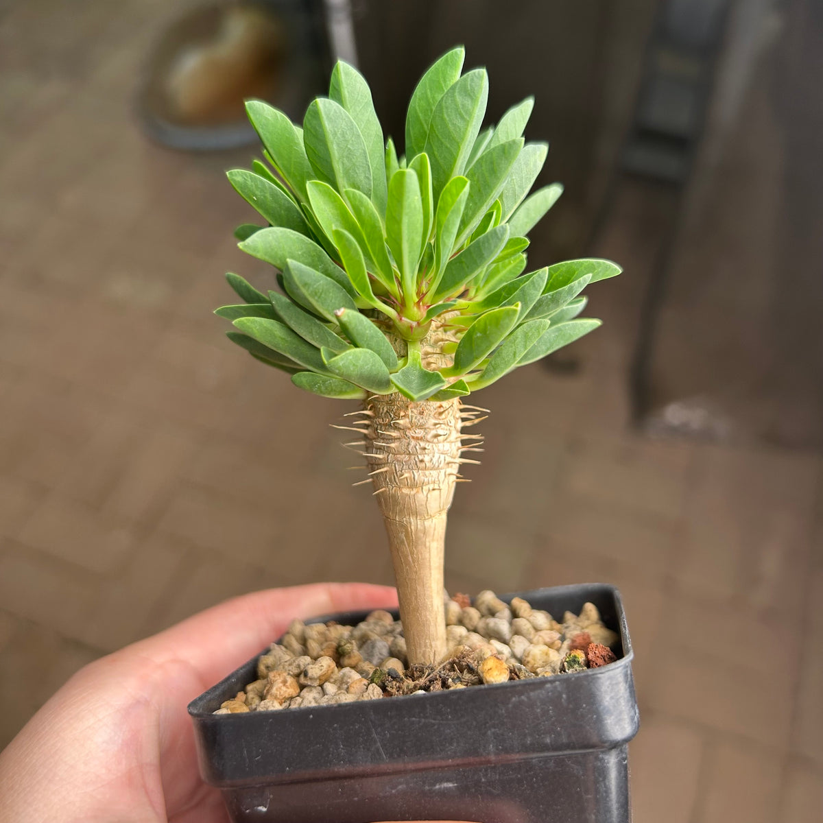 Euphorbia guillauminiana-Euphorbia-W10-20cm-image-22