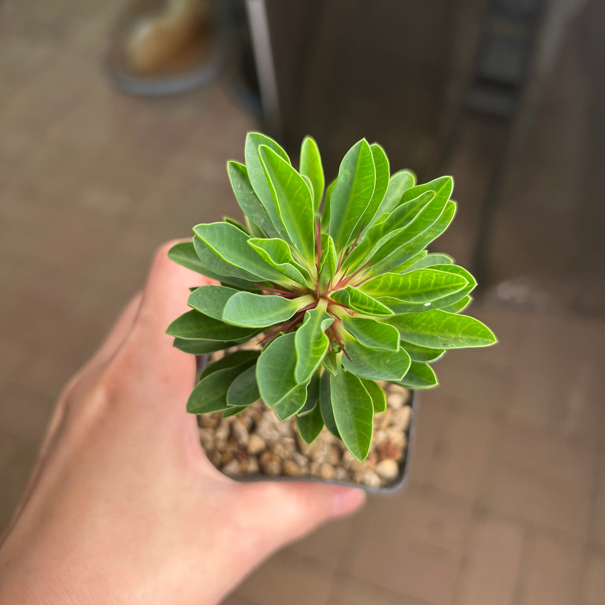 Euphorbia guillauminiana-Euphorbia-W10-20cm-image-23