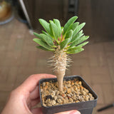 Euphorbia guillauminiana-Euphorbia-W10-20cm-image-18