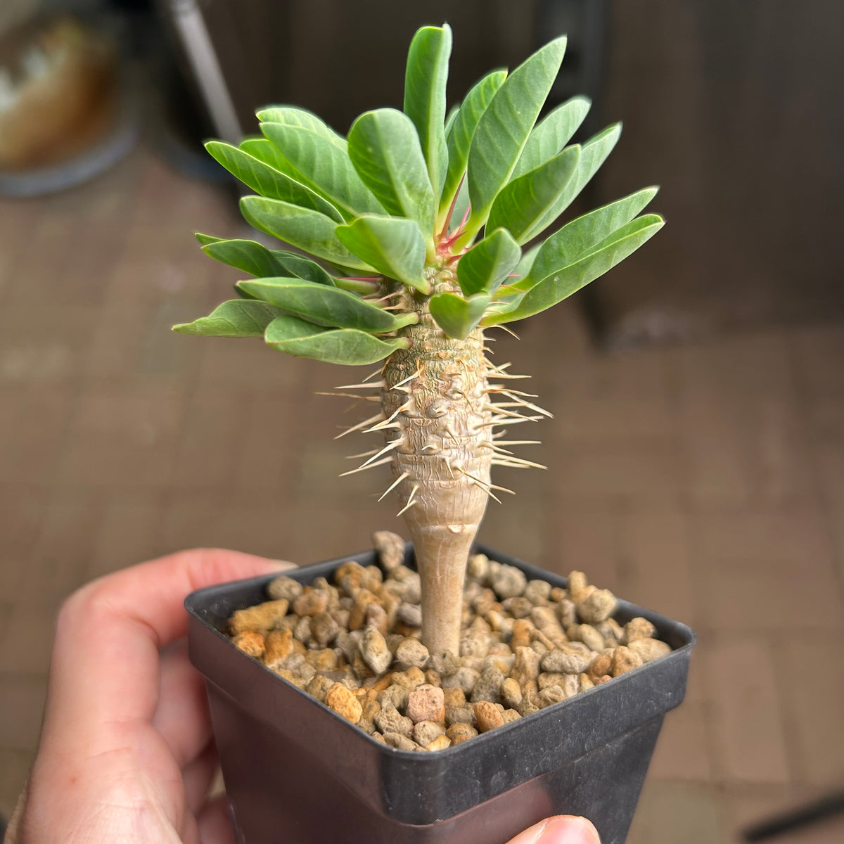 Euphorbia guillauminiana-Euphorbia-W10-20cm-image-19