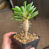 Euphorbia guillauminiana-Euphorbia-W10-20cm-image-19