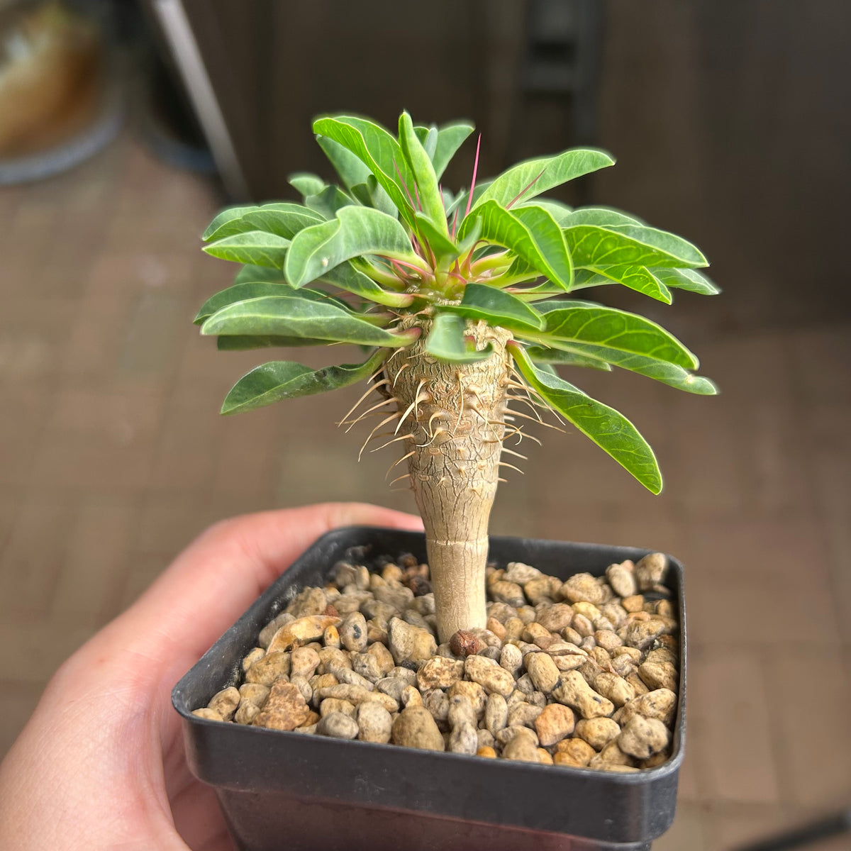Euphorbia guillauminiana-Euphorbia-W10-20cm-image-20