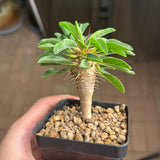 Euphorbia guillauminiana-Euphorbia-W10-20cm-image-20