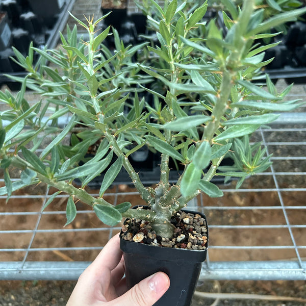 Pachypodium bispinosum — plant photograph 1