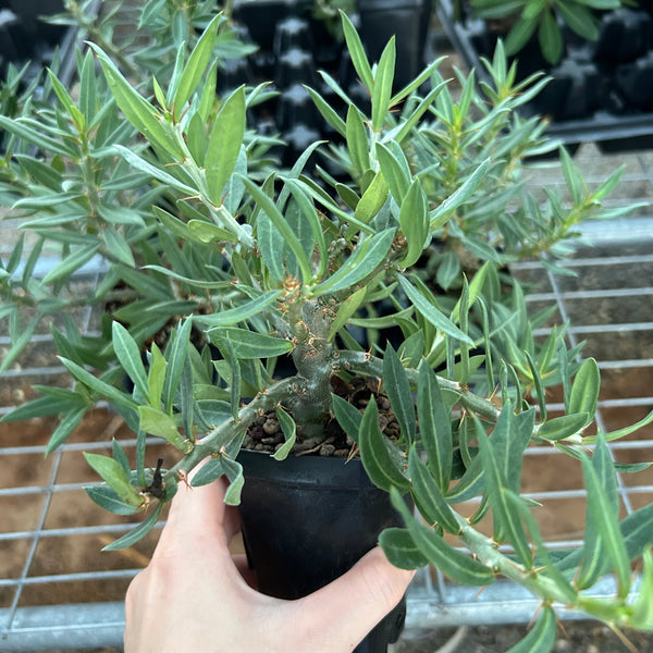 Pachypodium bispinosum — plant photograph 2