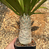 Euphorbia unispina
