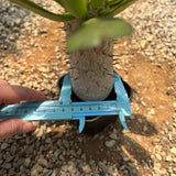 Euphorbia unispina