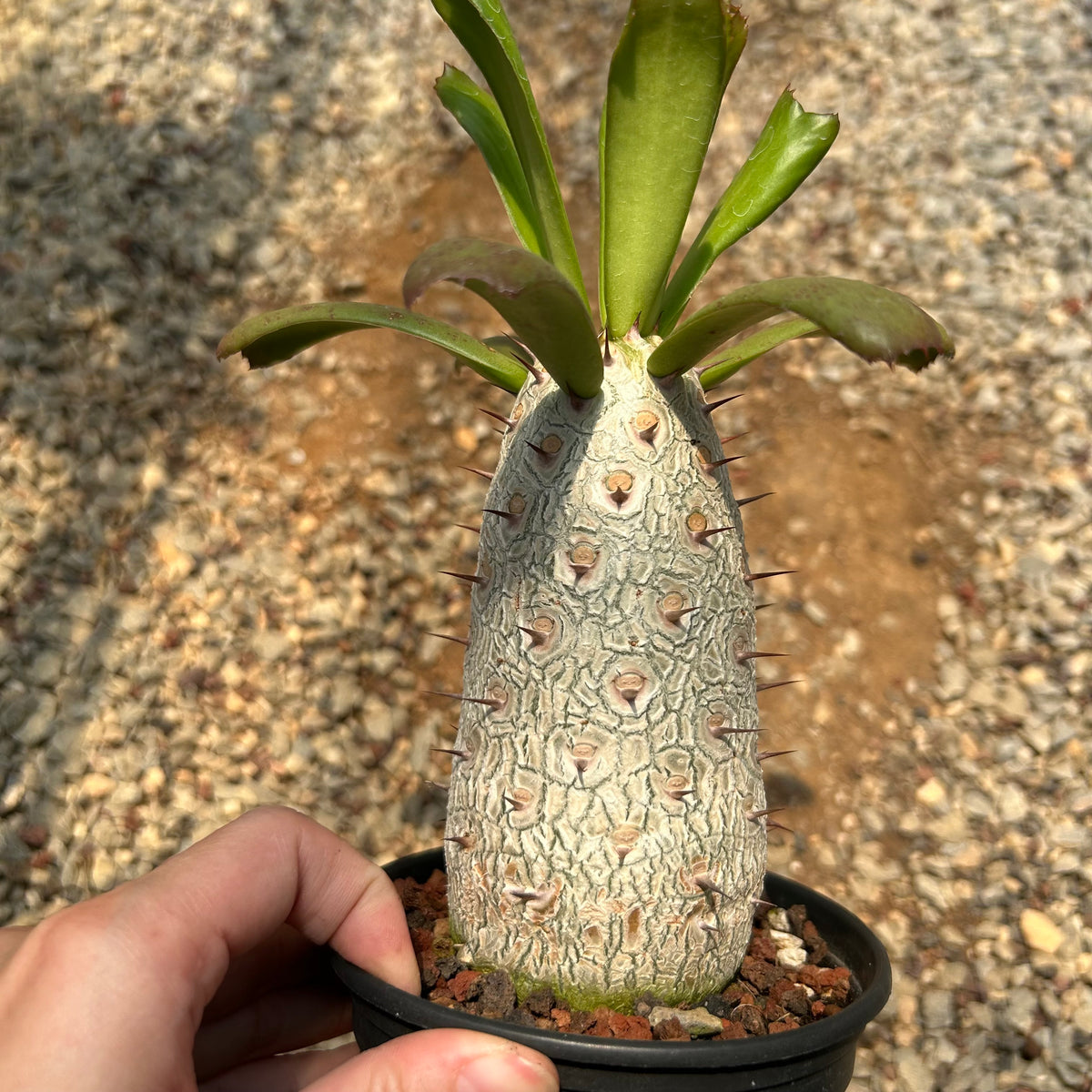Euphorbia unispina