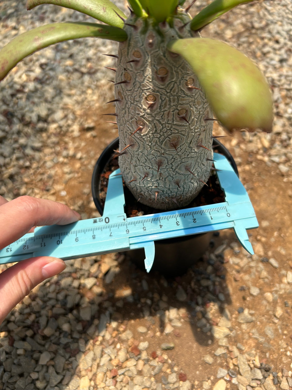 Euphorbia unispina