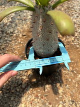 Euphorbia unispina