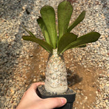 Euphorbia unispina