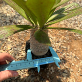 Euphorbia unispina