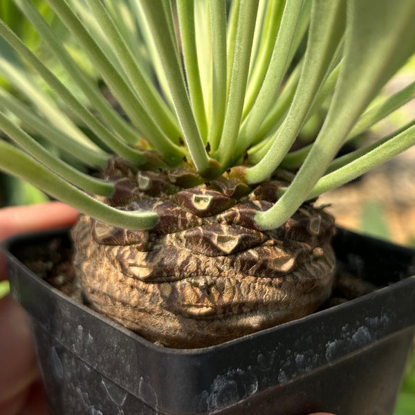 Euphorbia bupleurifolia — plant photograph 1
