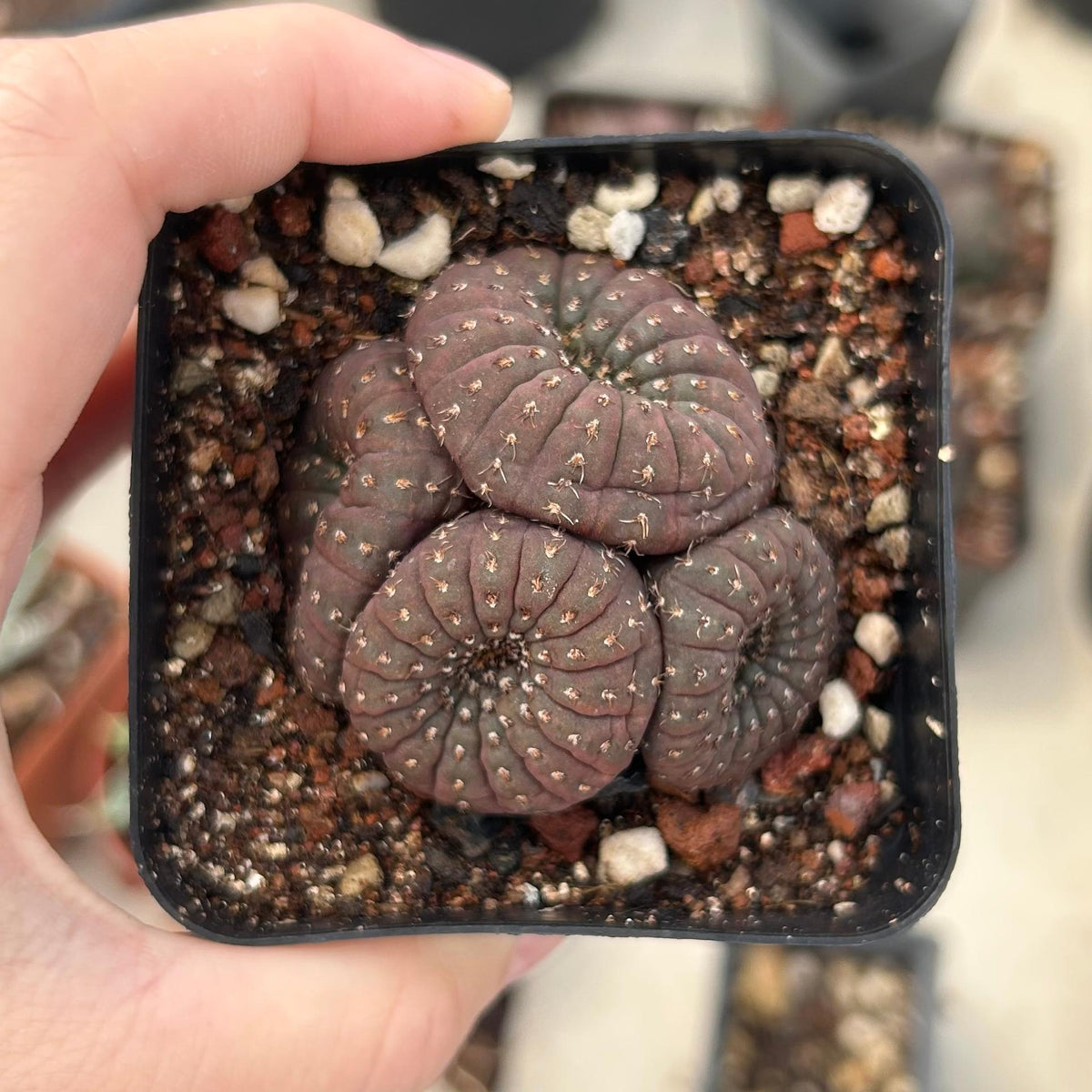 Frailea castanea