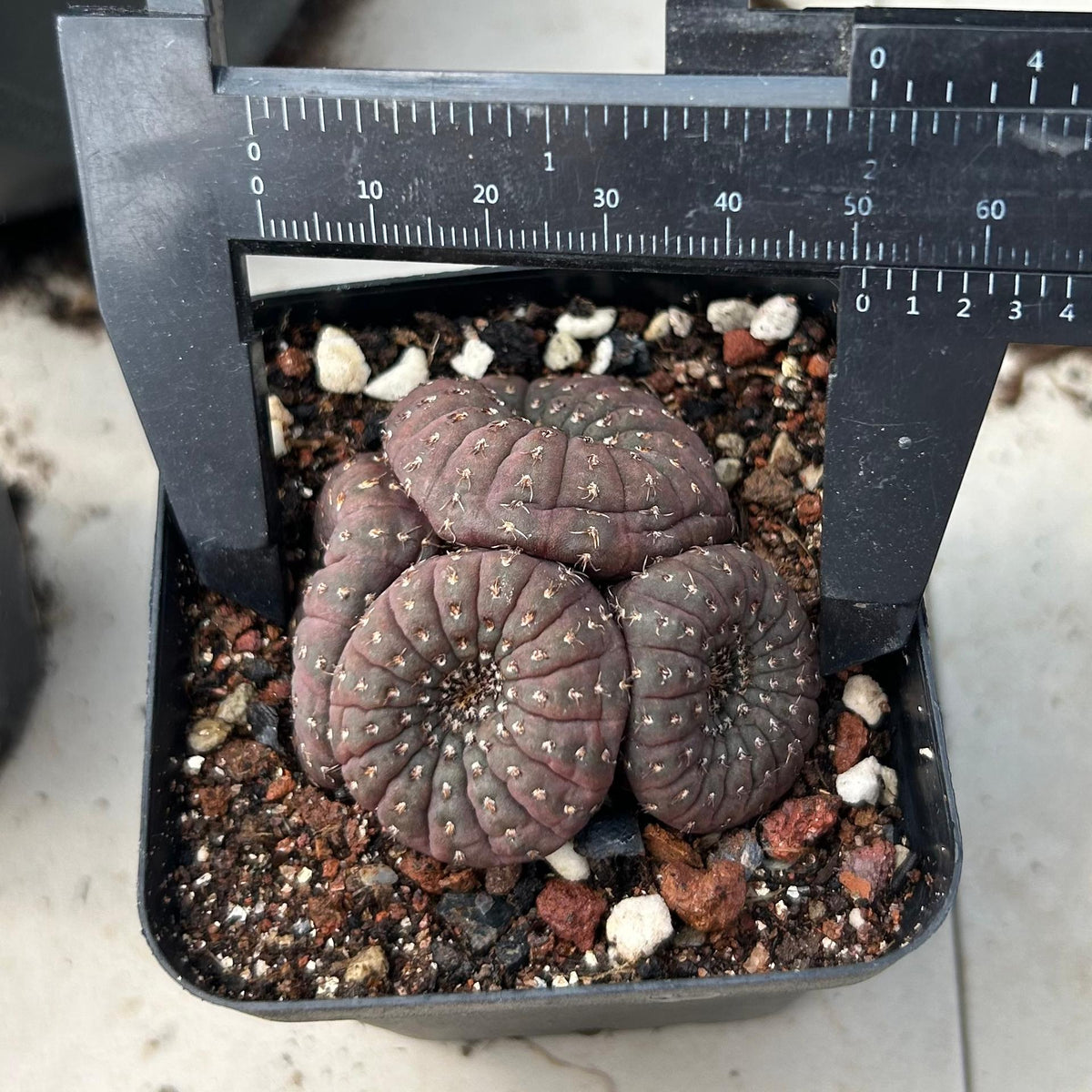 Frailea castanea