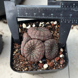 Frailea castanea