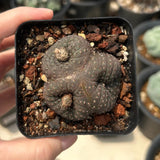 Frailea castanea