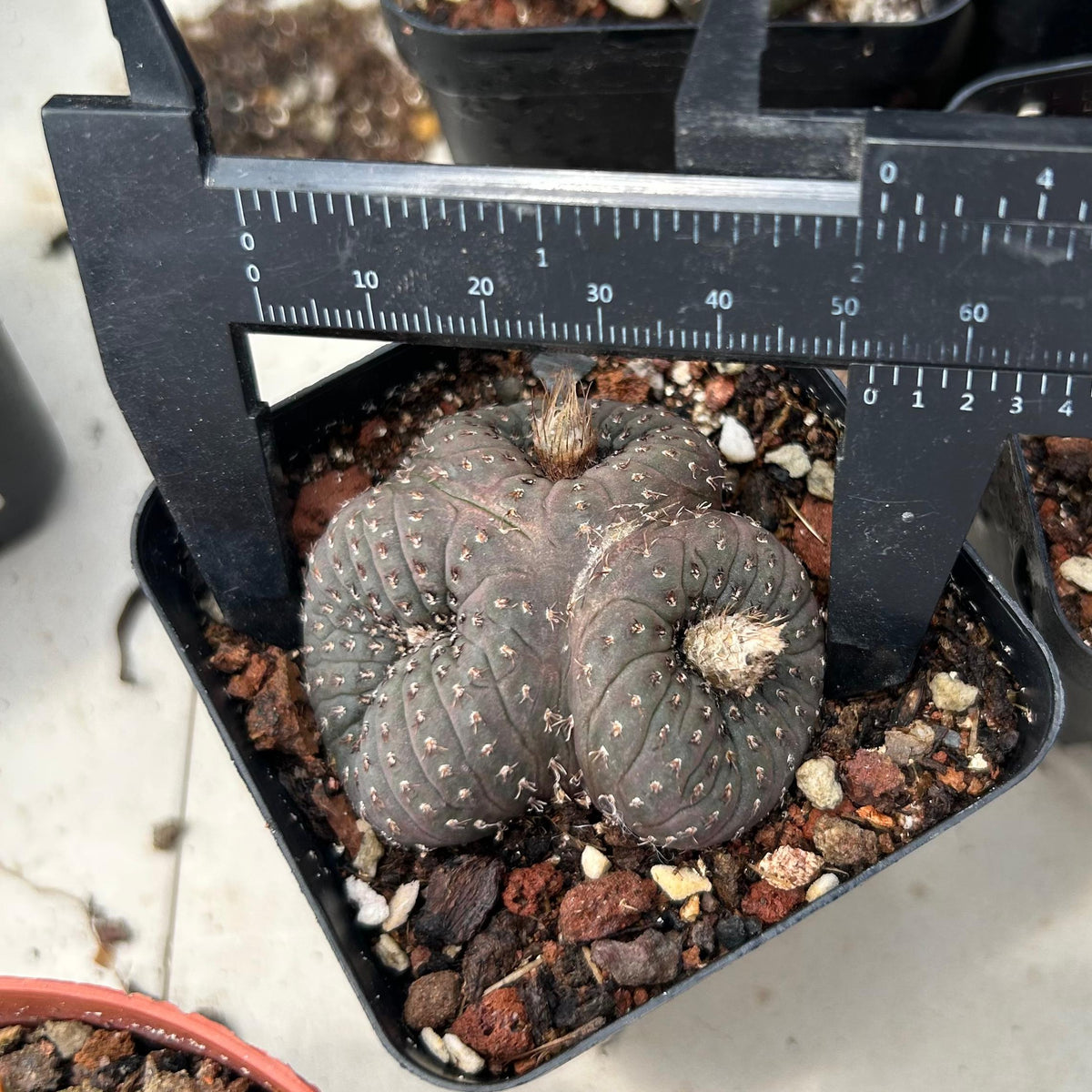 Frailea castanea