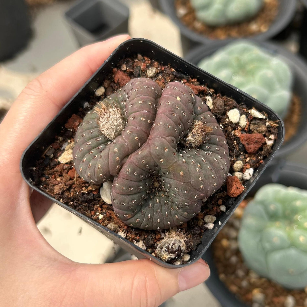 Frailea castanea