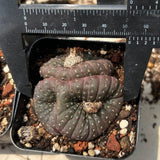 Frailea castanea