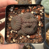 Frailea castanea