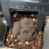 Frailea castanea