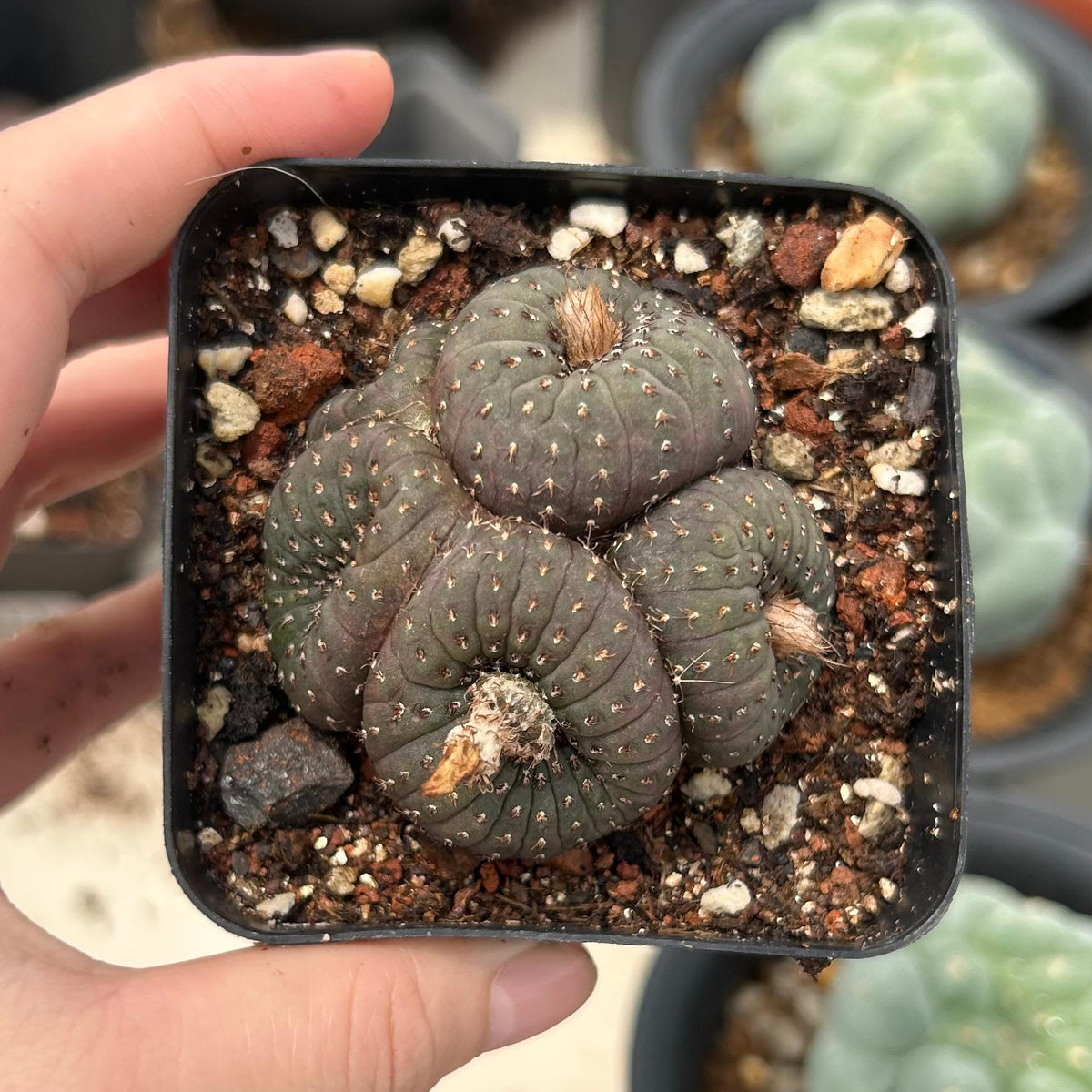 Frailea castanea
