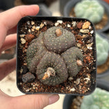 Frailea castanea