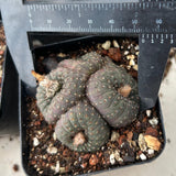 Frailea castanea