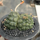 Euphorbia gymnocalycioides No.582