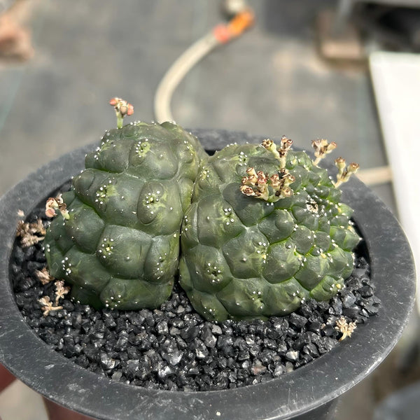 Euphorbia gymnocalycioides No.582
