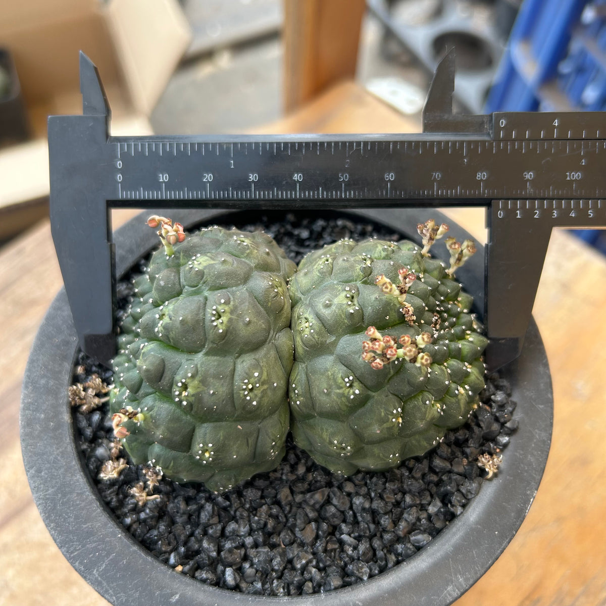 Euphorbia gymnocalycioides No.582