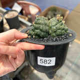 Euphorbia gymnocalycioides No.582