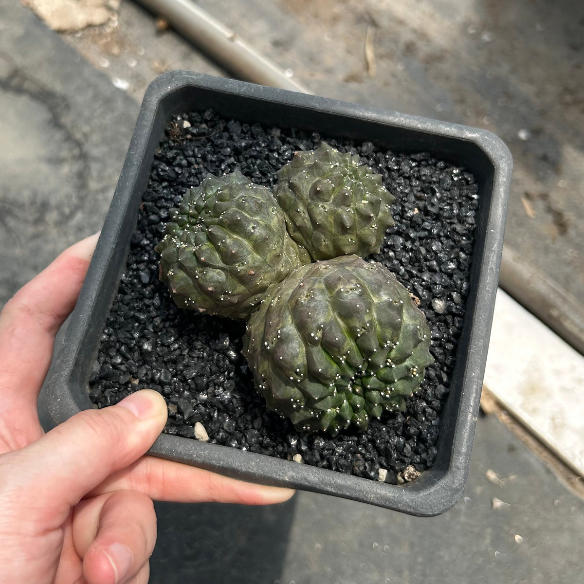 Euphorbia gymnocalycioides No.579