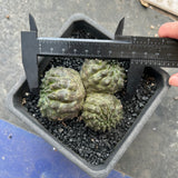 Euphorbia gymnocalycioides No.579