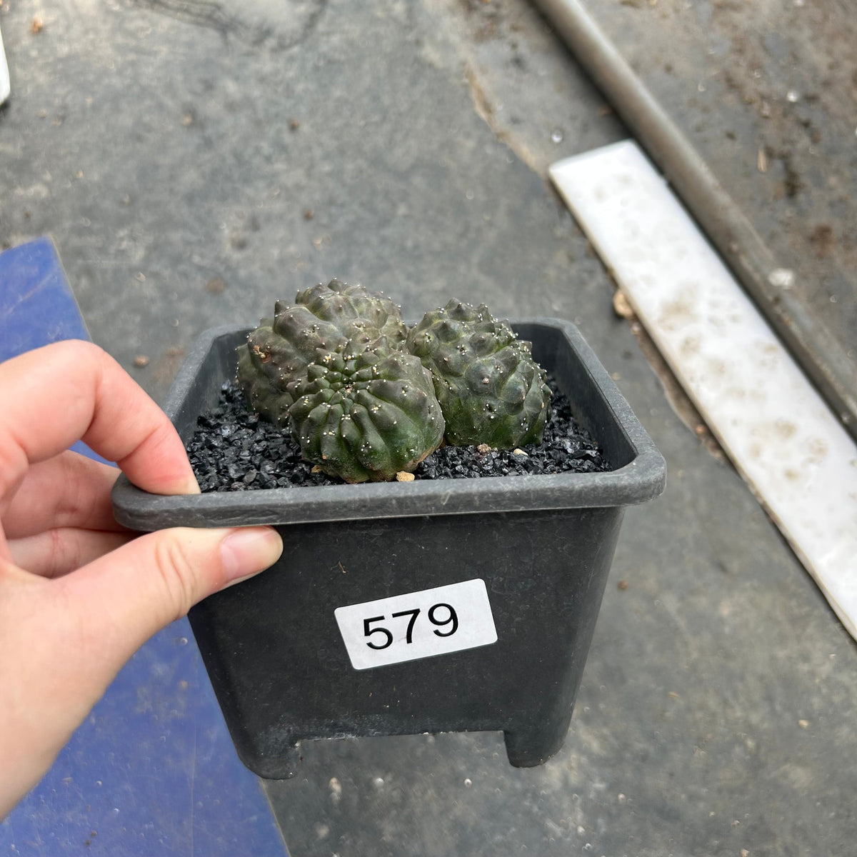 Euphorbia gymnocalycioides No.579